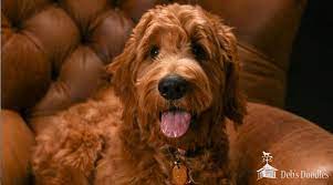 We did not find results for: Bernedoodle Goldendoodle And Sheepadoodle Puppies In Virginia And Washington Dc By Deb S Doodles