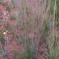 Image result for Schizachyrium sanguineum