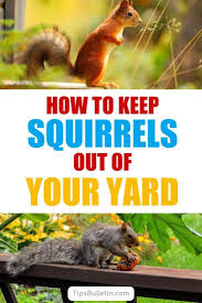 We did not find results for: 17 Incredibly Easy Ways To Keep Squirrels Out Of Your Yard Get Rid Of Squirrels Squirrel Repellant Wildflower Garden
