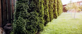 The privet is one of the fastest growing privacy shrubs, at a maximum of about three feet annually. 10 Ways To Use Plants For Privacy