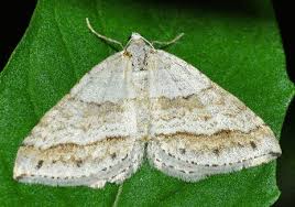 Image result for Mesotype parallelolineata