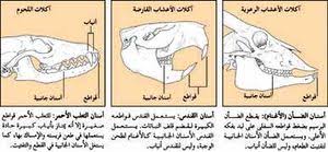 ثدييات المعرفة