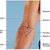 Tennis elbow, or lateral epicondylitis, is one of the most common elbow problems seen by an orthopedic surgeon. Https Encrypted Tbn0 Gstatic Com Images Q Tbn And9gcrcu3vw6238eulodwrsiwxw02dovln Exf2vsiueeeedm5aizlc Usqp Cau