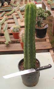 Depending on its growth environment, the san pedro cacti can grow the san pedro plant only needs water and some nutrients, and it likes bright and warm conditions. 900 Cactus Ideas In 2021 Cactus Cacti And Succulents Cactus And Succulents