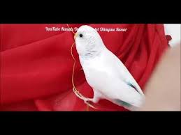 Farklilik Yapma Zamani Gelmedimi Bu Model Cok Guzel Oldu Youtube Goruntuler Ile Youtube Oya Boncuk Tig