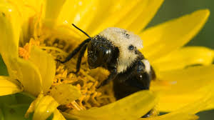 These hives can be found in holes abandoned by small rodents, under sheds or in compost piles. Plight Of The Bumble Bee Conserving Native Pollinators