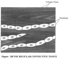 It is a yellow colored fluid which is 90% water and 10% organic and inorganic substances. Classification Of Connective Tissue A Plus Topper