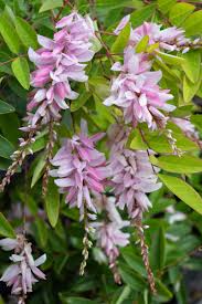 Image result for Indigofera mendonçae