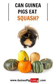 Pin On Guinea Pig Food And Diet