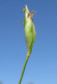 Image result for Abildgaardia ovata