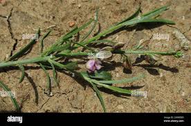Image result for Polygala erioptera
