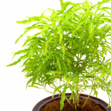 Check spelling or type a new query. Buy Elegant Aralia Golden Plant At Lowest Price Nurseryserve