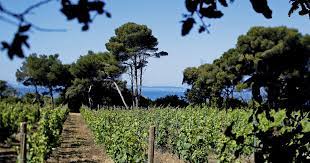 œnotourisme En Provence Escapade Sur Les Rives De La Mediterranee La Revue Du Vin De France