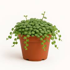 Image result for Tragia prostrata