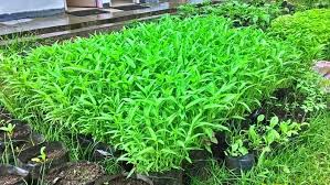 Cara Menanam Kangkung Di Polybag Belajar Berkebun Kebun Desain Taman Sayur Menanam