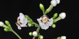 Image result for Schrebera trichoclada