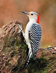 Northern Flicker Brown Bird With Red Spot On Back Of Head Species Photo Viewer Woodpecker Backyard Birds Birds Butterflies