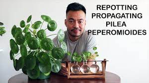 How To Repot Propagate Pilea Peperomioides Youtube Pilea Peperomioides Plants Chinese Money Plant