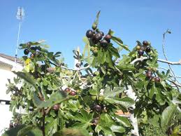 Epingle Sur Everything Figs