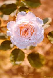 صور ورد مبهجة بالوان جميلة 2019 تريح القلب وزهور رومانسية للمرتبطين موقع مصري Amazing Flowers Beautiful Flowers Macro Flower