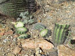 Reward offered in slashing of 9 Tucson saguaros