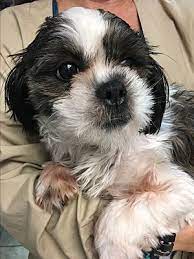 Purebred havanese puppies in michigan and florida. Naples Fl Havanese Meet Tammy A Pet For Adoption