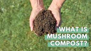 What Is Mushroom Compost Advantages Disadvantages And More