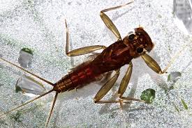 Image result for Macrotyloma stenophyllum