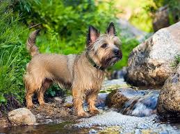 Image result for cairn teriér