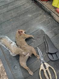 Image result for Brown Squirrel 2014 Peugeot