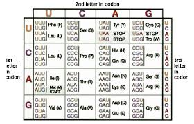 Image Result For Codon Chart Amino Acids Chart Periodic