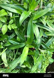 Image result for Murdannia stricta