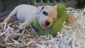 You can get inspiration for your own online business from these peer shopify websites. Animal House Cincinnati Home Facebook