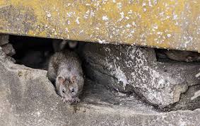 The landlord or the tenant? Category Rodents