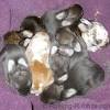 A newborn is almost furless. 1