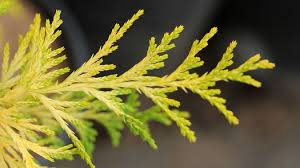 Grows into a broad mounding form with brilliant color to accent the landscape. Chamaecyparis Pisifera Vintage Gold Vintage Gold Japanese Falsecypress Plant Lust