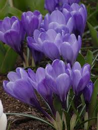 Maybe you would like to learn more about one of these? Crocus Remembrance Superb Flowers Of Deep Violet Blue