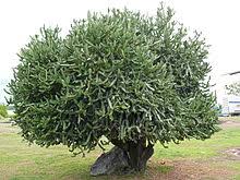 A leafless, succulent shrub with angled stems and short, brown to black spines. Euphorbia Lactea Wikipedia