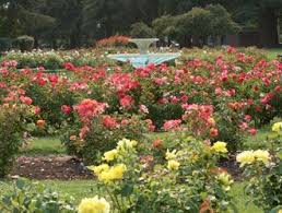 Santa Clara Rose Garden In 2020 Garden Arches Garden Pictures Public Garden