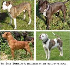 Colors Of Pitbulls Unusual And Rare Pit Bull Coat Colorations