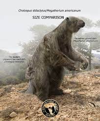 Megatherium Size In 2021 Ground Sloth Prehistoric Animals Two Toed Sloth
