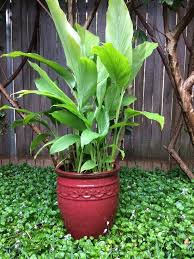 The selection of hot peppers available at the supermarket is very poor. 16 Spices You Can Grow In Pots Growing Spices At Home Balcony Garden Web