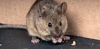 Pest management involves more than just applying pesticides. Rodent Exterminations Control Removal Terminix