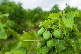 Image result for Jatropha curcas
