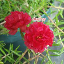 Sedangkan bunga berukuran kecil mudah dipelihara, murah biaya, memakai tanah biasa aja bisa kok. Moserose Carnation Red Stek Mossrose Portulaca Krokot Tumpuk Bunga Pukul 9 10 Merah Shopee Indonesia