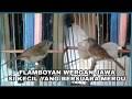 Maybe you would like to learn more about one of these? Download Burung Lamboyan Jantan Bersiul Mp3 Video Mp4 3gp