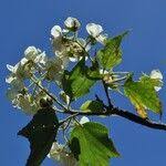 Image result for Dombeya acutangula