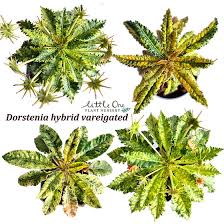 Image result for Dorstenia