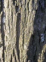 Hickory trees are large deciduous trees with dense foliage and a spreading canopy. What Are Shagbark Trees Used For Tips On Planting Shagbark Hickory Trees