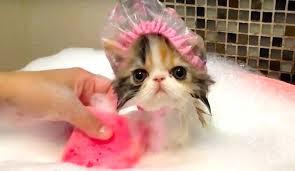 Pratik ve ucuz kedi tüyü toplayıcı nasıl yapılır / how to do practical and cheap cat hair collector? Dogal Kedi Sampuani Nasil Hazirlanir Ev Yapimi Kedi Sampuani Tarifi Pratik Bilgiler Haberleri